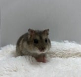 5/9撮影📸　※写真は代表のハムスターちゃんです🐹