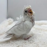 5/9撮影📸　※小動物ちゃんの成長は早いので、実際とは異なる場合があります。
