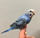 5/9撮影📸　※小動物ちゃんの成長は早いので、実際とは異なる場合があります。