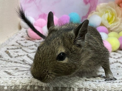 【2025年4月21日撮影】