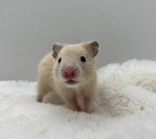 5/9撮影📸　※写真は代表のハムスターちゃんです🐹