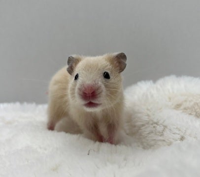 5/9撮影📸　※写真は代表のハムスターちゃんです🐹