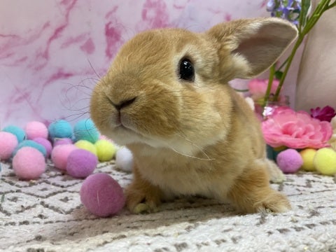 なでなで待ちの表情です🥰