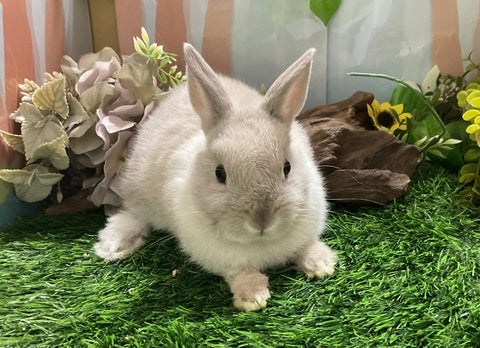 とてもふわふわです♡