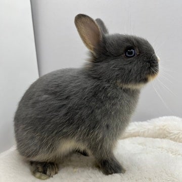 是非お店でご覧ください✨　※小動物ちゃんの成長は早いので、実際とは異なる場合があります。