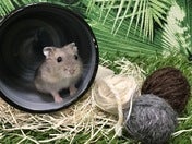 ※ 写真はイメージです。実際にお店にいる仔とは異なります。