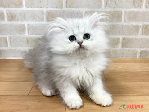 2025/5/9更新　ふっわふわ💕