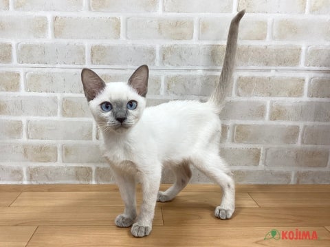 2025/5/9更新　とても美形な子です✨