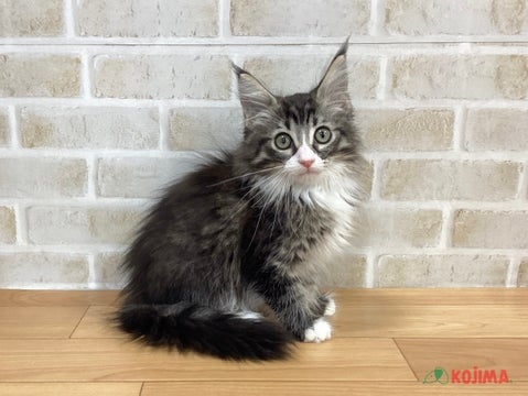 2025/5/9更新　大きなお耳にふわふわの毛並み✨
