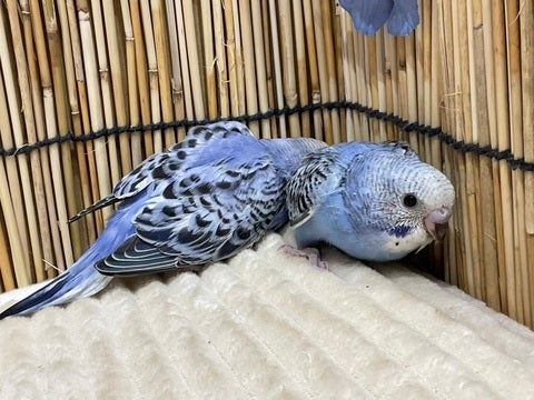 青オパーリン系