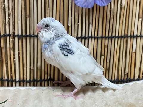 青パイド系