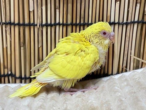 ルチノー