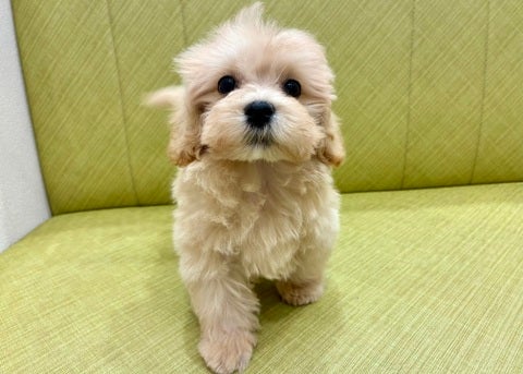 【2025/05/09撮影】モフモフボディ💛