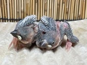 5/9撮影