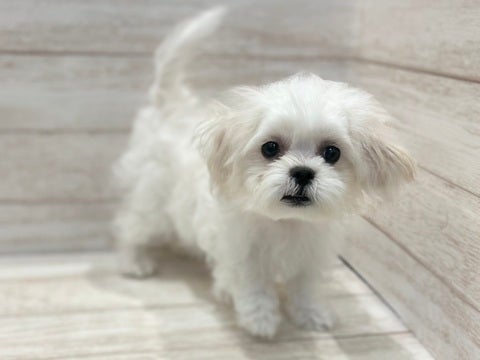 5/9撮影🌟抱っこ大好き甘えん坊さん💗🥺