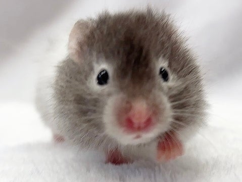 ぜひ会いに来てください💕