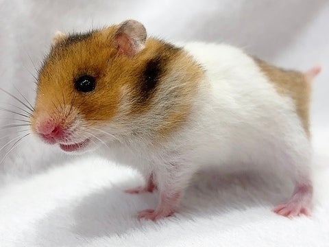 可愛い子たちが来ました💕