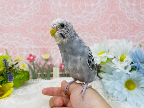 手の上と肩の上が大好き😍飛んで来てくれます♪