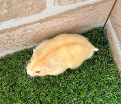 写真はイメージです