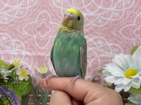 グリーン系の綺麗なレインボーちゃんです💚🩵
