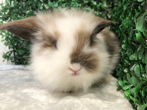 ふわふわもふもふ♡5/9