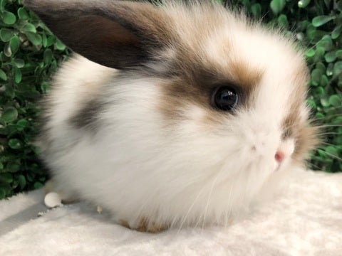 とても可愛いお顔立ち😍