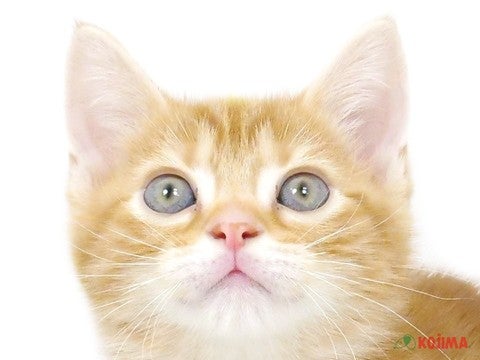 東京都のアメリカンショートヘアー (コジマ板橋店/2025年1月24日生まれ/男の子/レッドタビー)の子猫