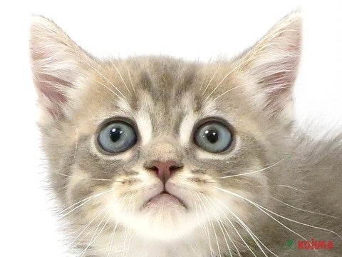 千葉県のミヌエット (コジマウエルケアセンター/2025年3月4日生まれ/男の子/ブルーゴールデンタビー)の子猫