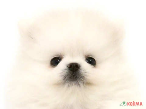 千葉県のポメラニアン (コジマウエルケアセンター/2025年3月11日生まれ/男の子/クリーム)の子犬