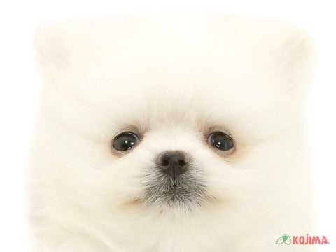 千葉県のポメラニアン (コジマウエルケアセンター/2025年3月11日生まれ/男の子/クリーム)の子犬