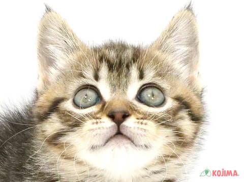 埼玉県のマンチカン (コジマ三郷店/2025年3月3日生まれ/女の子/ブラウンタビー)の子猫
