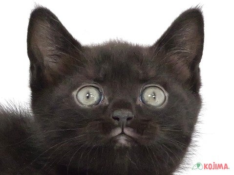 千葉県のマンチカン (コジマウエルケアセンター/2025年3月3日生まれ/男の子/ブラック)の子猫