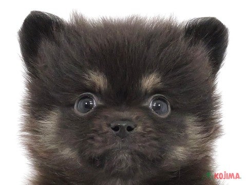 千葉県のポメラニアン (コジマウエルケアセンター/2025年3月11日生まれ/男の子/ブラックタン)の子犬