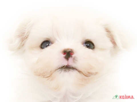 千葉県のマルチーズ (コジマウエルケアセンター/2025年3月10日生まれ/男の子/ホワイト)の子犬