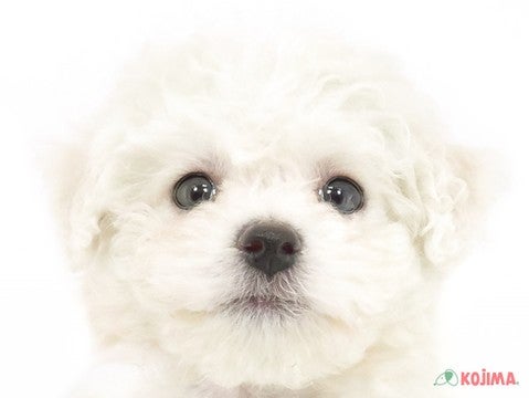 東京都のビションフリーゼ (コジマアリオ西新井店/2025年3月7日生まれ/男の子/ホワイト)の子犬