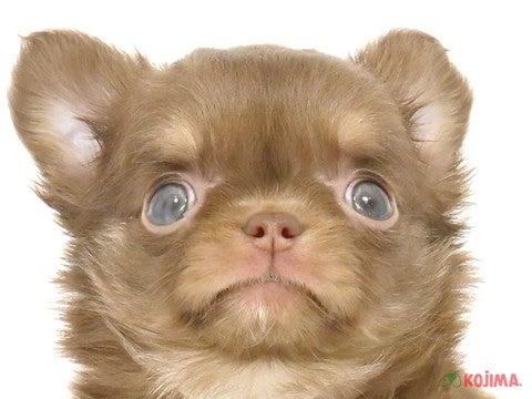 千葉県のチワワ(ロング) (コジマウエルケアセンター/2025年3月10日生まれ/男の子/チョコレートタンホワイト)の子犬