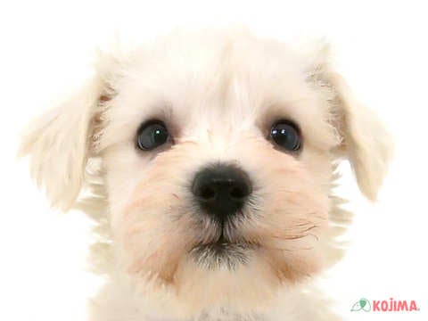 千葉県のミニチュアシュナウザー (コジマウエルケアセンター/2025年3月3日生まれ/女の子/ホワイト)の子犬