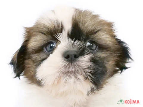 東京都のシーズー (コジマ練馬店/2025年3月10日生まれ/男の子/ホワイトブラウン)の子犬