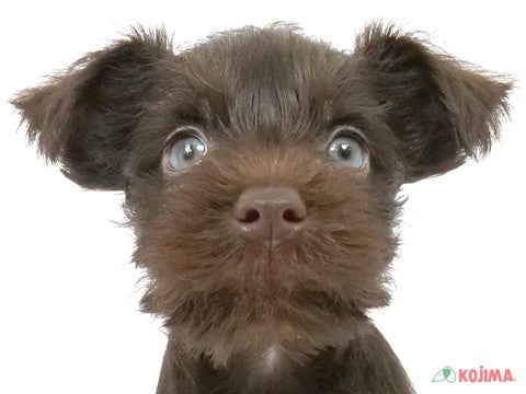 千葉県のミニチュアシュナウザー (コジマウエルケアセンター/2025年3月11日生まれ/男の子/レバーホワイト)の子犬