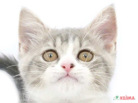千葉県のマンチカン (コジマウエルケアセンター/2025年3月1日生まれ/女の子/ブルータビーホワイト)の子猫