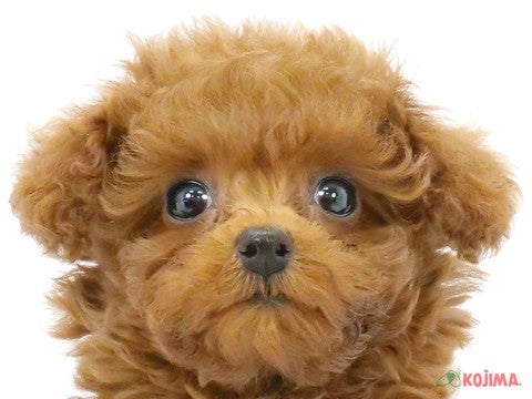 千葉県のトイプードル(トイ) (コジマウエルケアセンター/2025年3月3日生まれ/女の子/レッド)の子犬