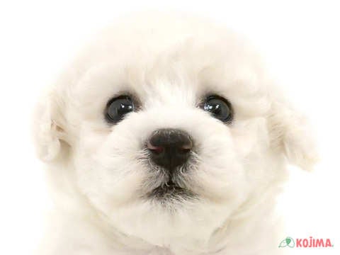 東京都のビションフリーゼ (コジマアリオ北砂店/2025年3月11日生まれ/女の子/ホワイト)の子犬
