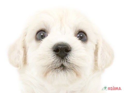 千葉県のハーフ犬・ミックス犬 (コジマウエルケアセンター/2025年3月10日生まれ/女の子/ホワイト)の子犬