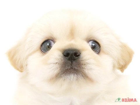 千葉県のハーフ犬・ミックス犬 (コジマウエルケアセンター/2025年3月11日生まれ/女の子/クリーム)の子犬