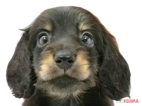 千葉県のミニチュアダックスフンド(ロング) (コジマウエルケアセンター/2025年3月10日生まれ/男の子/ブラックタン)の子犬
