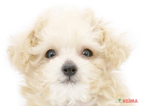 千葉県のトイプードル(トイ) (コジマウエルケアセンター/2025年3月4日生まれ/男の子/クリーム)の子犬