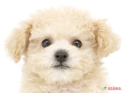 千葉県のトイプードル(トイ) (コジマウエルケアセンター/2025年3月4日生まれ/男の子/クリーム)の子犬