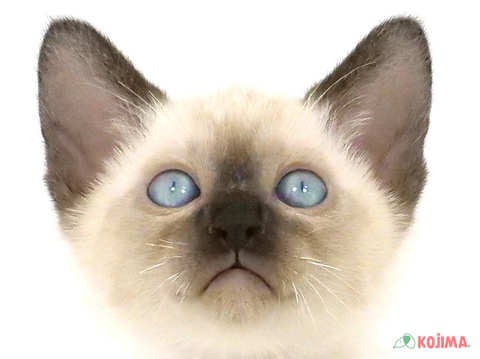 千葉県のシャム (コジマウエルケアセンター/2025年3月8日生まれ/男の子/シールポイント)の子猫