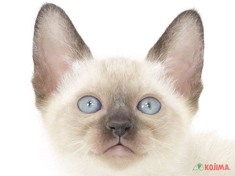 千葉県のシャム (コジマウエルケアセンター/2025年3月8日生まれ/男の子/シールポイント)の子猫