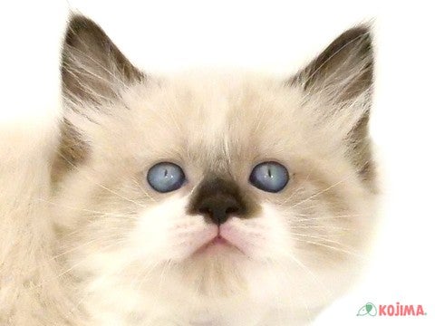千葉県のラグドール (コジマウエルケアセンター/2025年3月10日生まれ/男の子/シールポイントバイカラー)の子猫